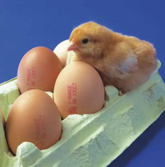 偉迪捷雞蛋噴碼機(jī)：立夏要吃蛋，你卻不懂它